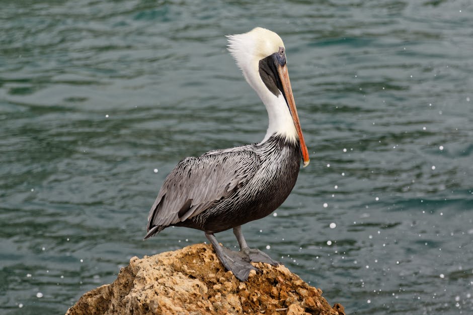 boca raton web development